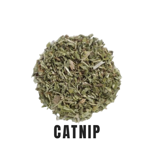 Catnip