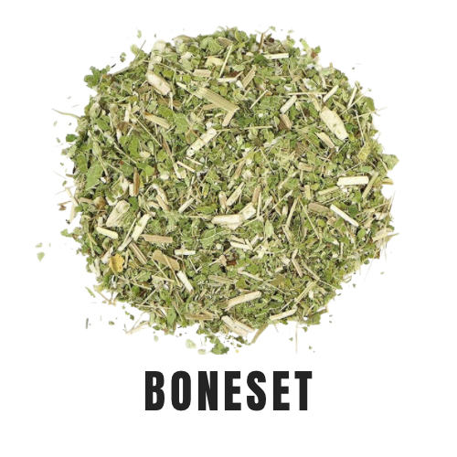 Boneset