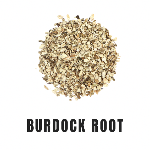 Burdock Root